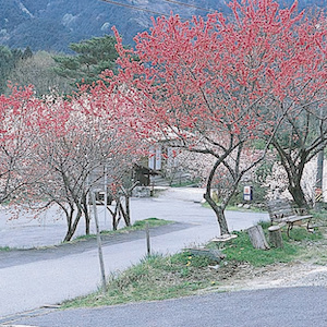 The Fukihata Highlands Peach Blossoms
