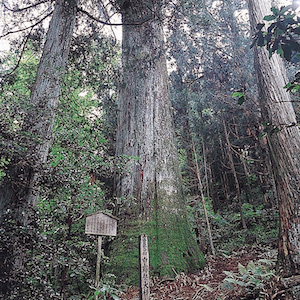 The Giant Cedars of Hakusan Shrine